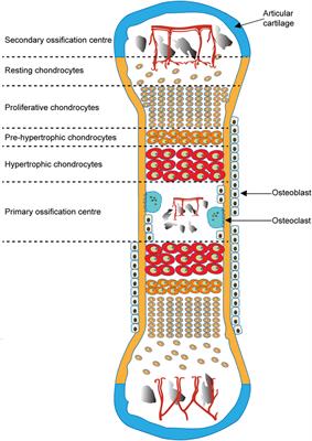 The Chondro-Osseous Continuum: Is It Possible to Unlock the Potential Assigned Within?